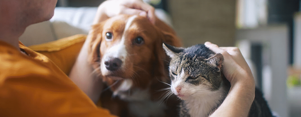 Why You Should Partner With a Trusted Pet Supply Dropshipper: 7 Powerful Reasons: Sickpage