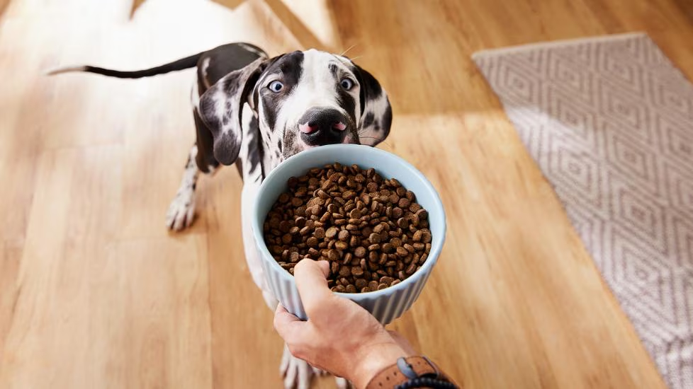 Why You Should Partner With a Trusted Pet Supply Dropshipper: 7 Powerful Reasons: Sickpage